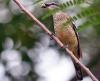 Varied Triller juvenile