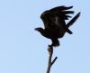 Wedge-tailed Eagle