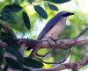 White-bellied Cuckoo-shrike (male)