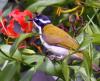 White-throated Honeyeater