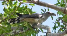Channel-billed Cuckoo